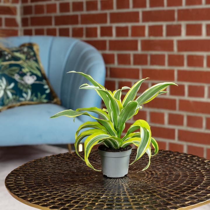 Image du produit Flowerbox Dragonnier Lemon Surprise - Dracaena Deremensis Fragrans Lemon Surprise (6 cm)