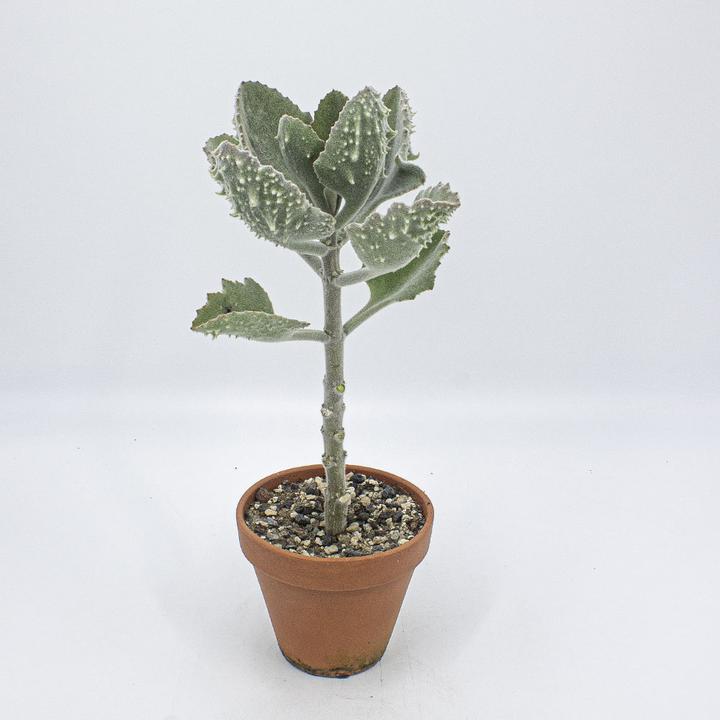 Image du produit Kakteen Gautschi Kalanchoe beharensis klein (50 cm)