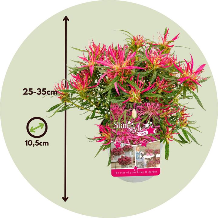 Produktbild Plant in a Box Rhododendron Azalea StarStyle - 3er-Set Azalee (25 cm)