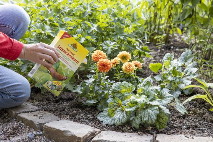 Image du produit Neudorff Anti-limaces Ferramol - avec substance active naturelle (Escargots)