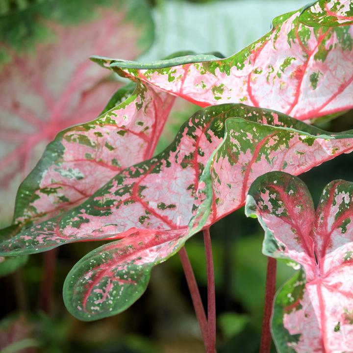 Image du produit Plant in a Box Caladium Carolyn Whorton - (25 cm)