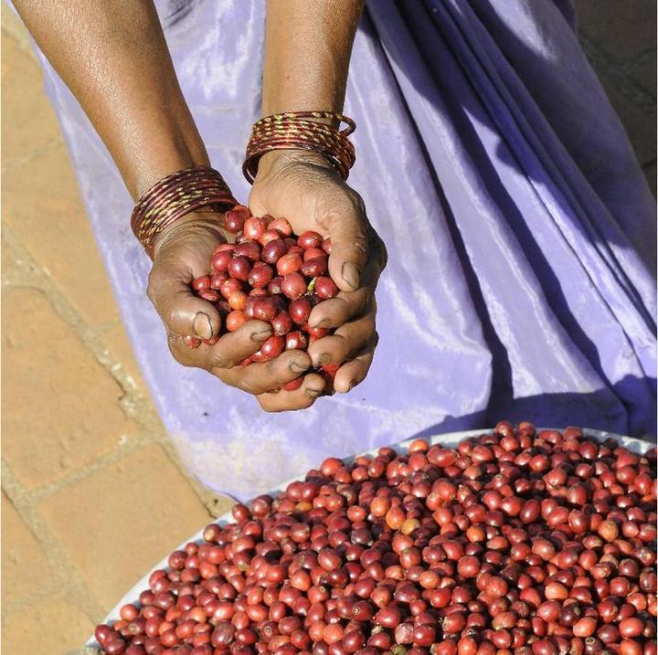 Image du produit Turm Kaffee Bio&Fair Ethiopia Sidamo (250 g, Torréfaction moyenne)