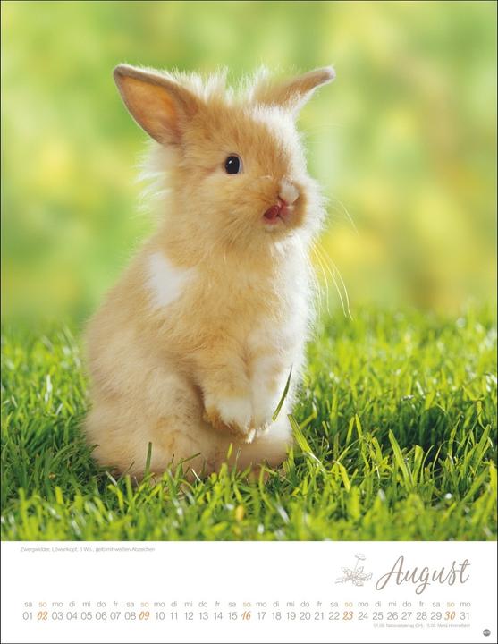 Produktbild Kaninchenkinder Posterkalender 2026 (34 x 44 cm, Harter Einband, Deutsch)