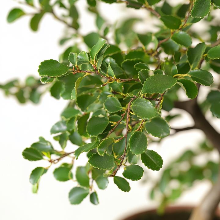Image du produit Plant in a Box Zelkova serrata - Bonsaibaume (25 cm)