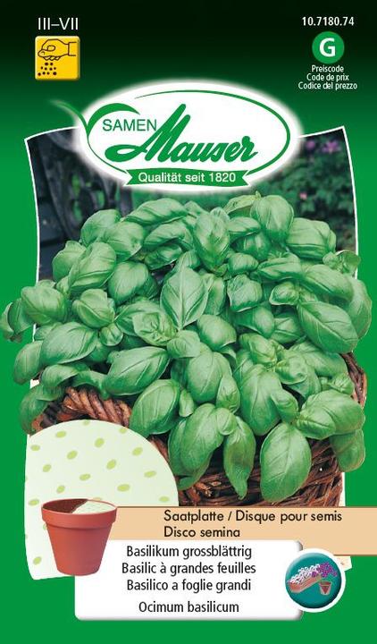 Samen Mauser Assiette de graines à grandes feuilles de basilic (Graines d'herbes aromatiques)