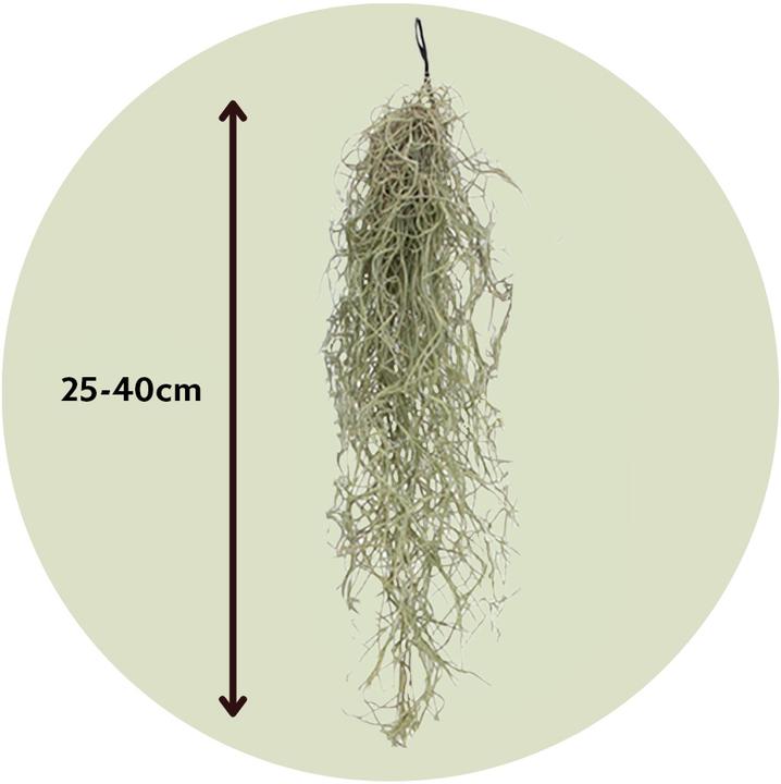 Immagine prodotto Plant in a Box Tillandsia Usneoides (muschio spagnolo) (25 cm)
