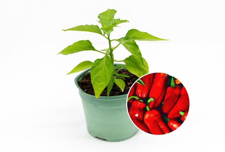 Immagine prodotto Zollinger Bio Piantine, peperoncini, Frigitello de Padrón (80 cm)