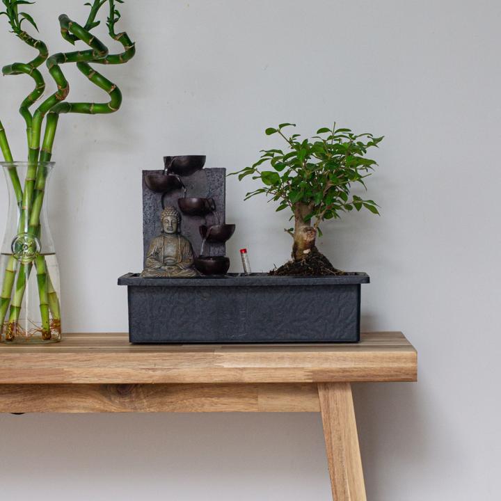 Image du produit Plant in a Box Bonsai Ligustrum, Carmona, Ficus Retusa, Syzygium, Sageretia - 2er Set Bonsai Système d'eau Bouddha (25 cm)