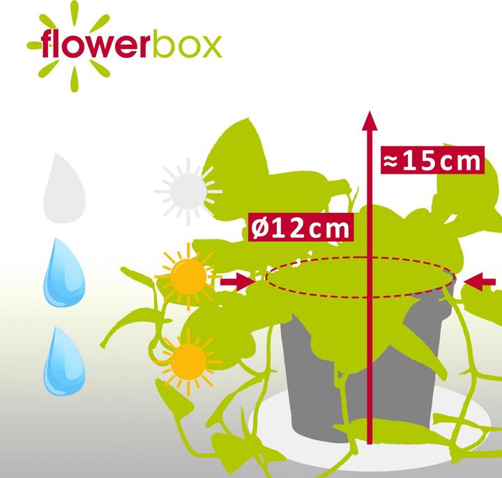 Actual product image Flowerbox Spotted Ivy - Scindapsus pictus 'Argyraeus' (15 cm)