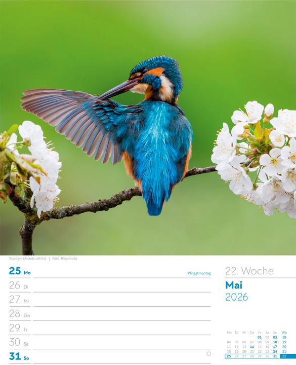 Actual product image Vögel - Tier-Wochenplaner 2026 (25 x 33 cm, German)