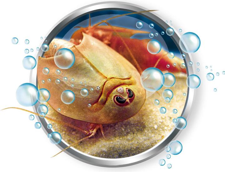Immagine prodotto Clementoni Scienza e gioco Triops crescono