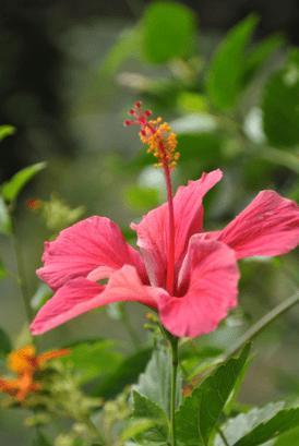 Image du produit Sonnentor Hibiskus Tee (80 g)