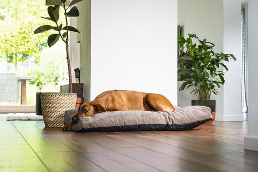 Immagine prodotto Beeztees Veo (Cane)