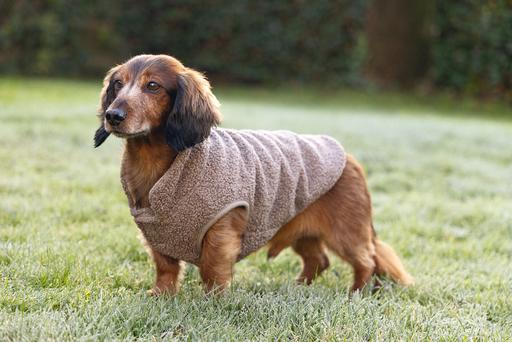 Image du produit Designed by Lotte Pull pour chien Madeleine (XL, Pull-over pour chien)