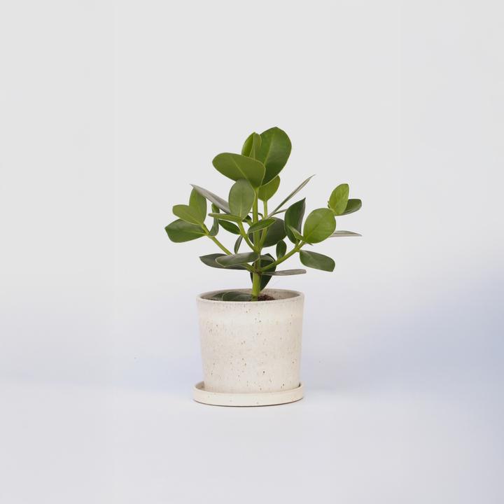 Actual product image Plant in a Box Clusia rosea 'Princess' - Balsam apple (25 cm)