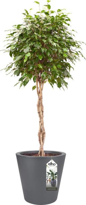 Actual product image Elho Plant pot Pure straight round plastic 50 H 51 cm anthracite (49.50 cm)