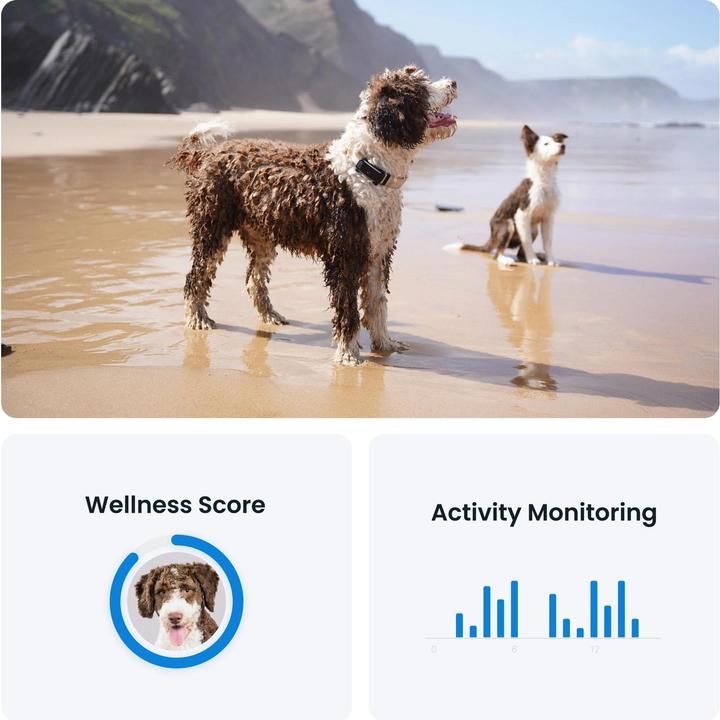 Actual product image Tractive GPS Tracker Dog 6 (Dog, Walks)