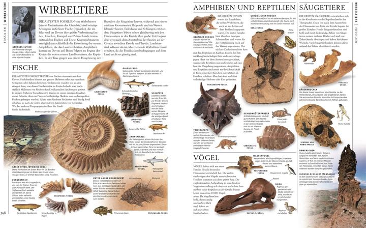 Produktbild Steine & Mineralien (Deutsch, Ronald L. Bonewitz, Karin Koch, Stephan Matthiesen, 2023)