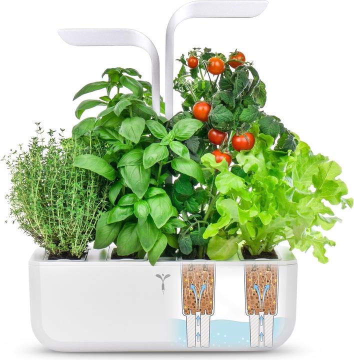 Image du produit Véritable Classic (18.50 cm)
