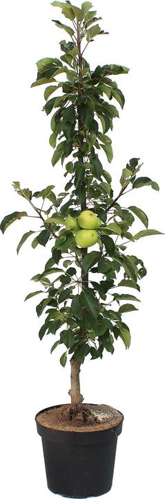 Immagine prodotto Zulauf Mela colonnare / Malus (SÄU) Goldlane (100 cm)