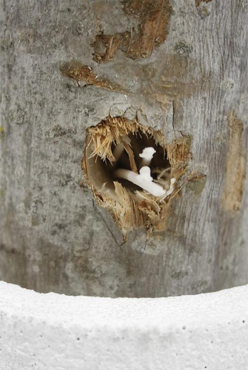 Image du produit Natura Punto Feu de Suède Torche en tronc d'arbre avec socle en béton