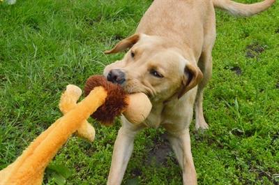Productafbeelding Happy Pet Wilde Kreukelaar Leeuw