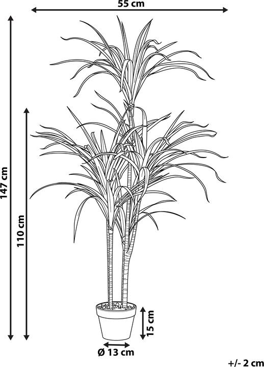 Immagine prodotto Beliani Dracaena Anita (147 cm)