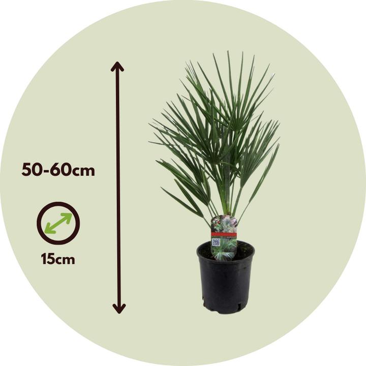 Actual product image Plant in a Box Chamaerops Humilis - Zwergpalme (50 cm)