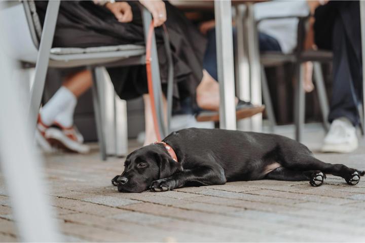 Image du produit Hunter Suisse (Chien, Général)