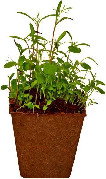 Actual product image Die Spiegelburg Bee Garden Cultivation Set