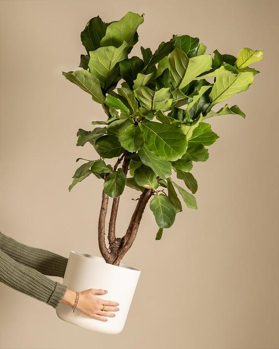 feey Geigenfeige XL (125 cm, Frisch umgetopft)