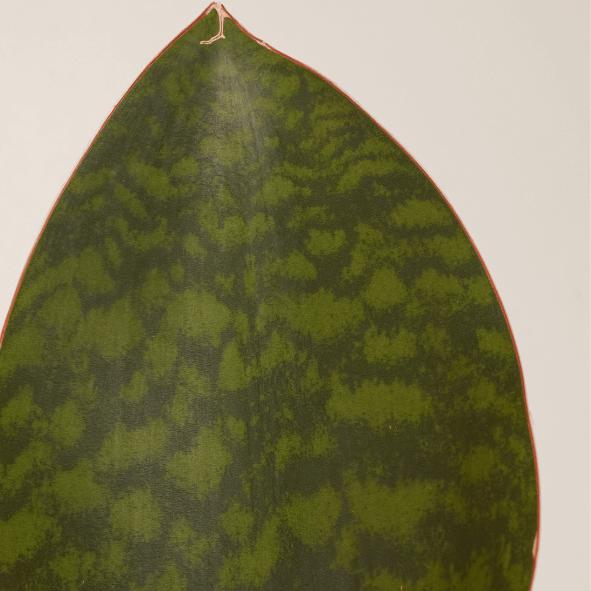 Mary and Plants Sansevieria Victoria (30 cm)