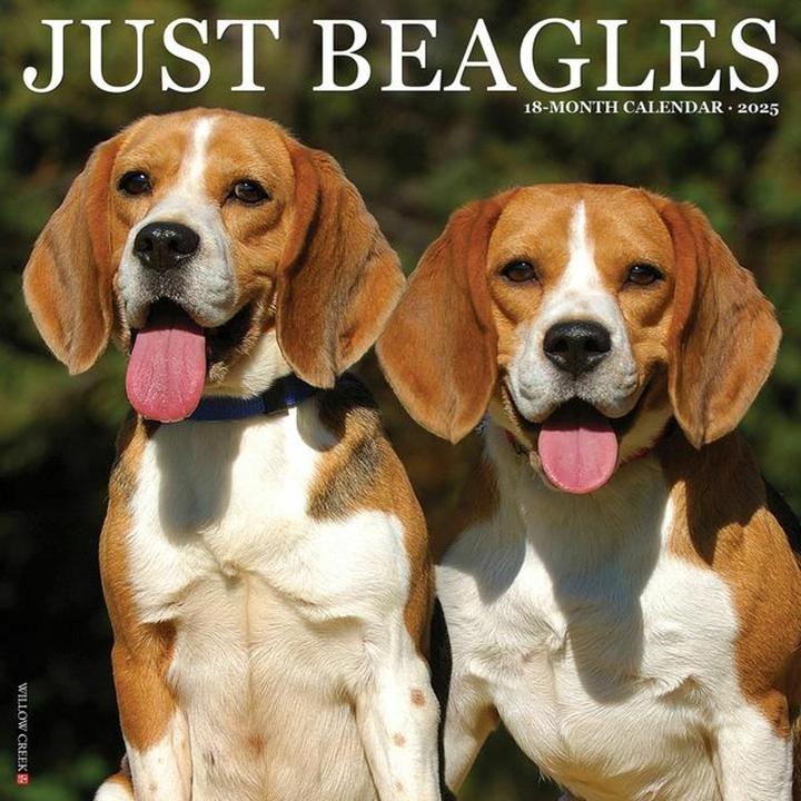 Immagine prodotto Willow Creek Press Just Beagles 2025 12 X 12 Wall Calendar (Inglese)