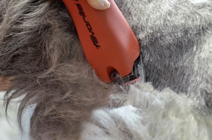 Immagine prodotto Aesculap Tagliacapelli a batteria Favorita CL (Cane)
