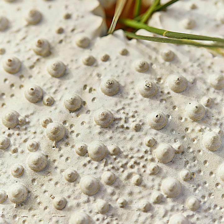 Produktbild Loberon Deko-Seeigel 2er Set Kimbar antikweiss