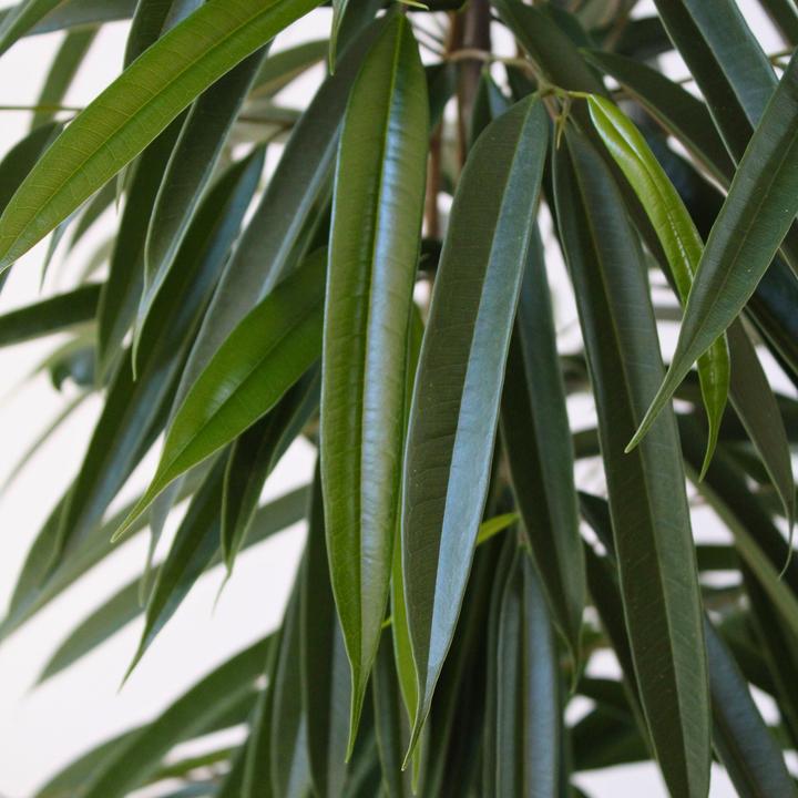 Produktbild Plant in a Box Ficus Binnendijckii Alii - Geigenpflanze (100 cm)