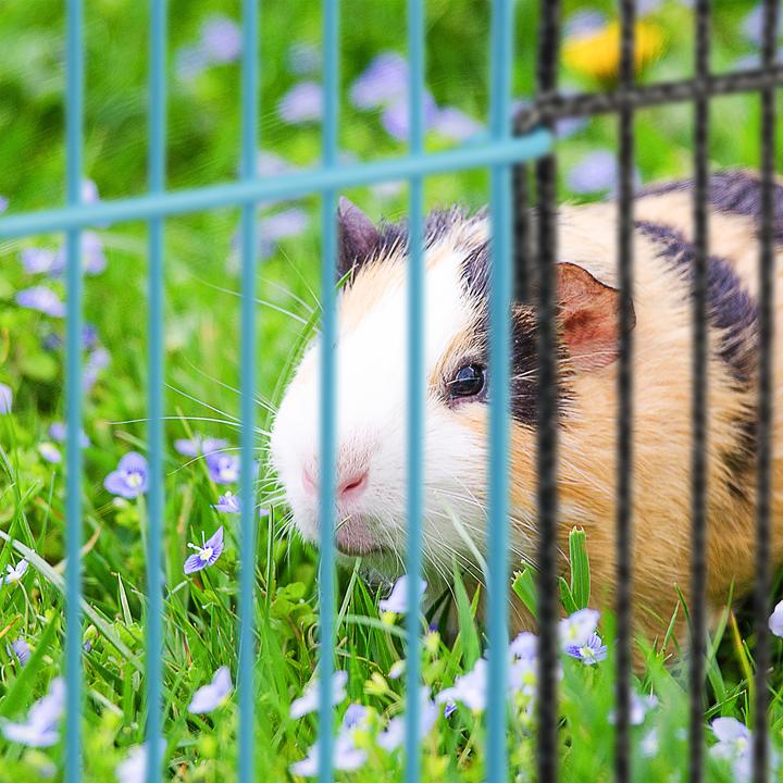 Actual product image Relaxdays Free Range Animal Enclosure Multicolour