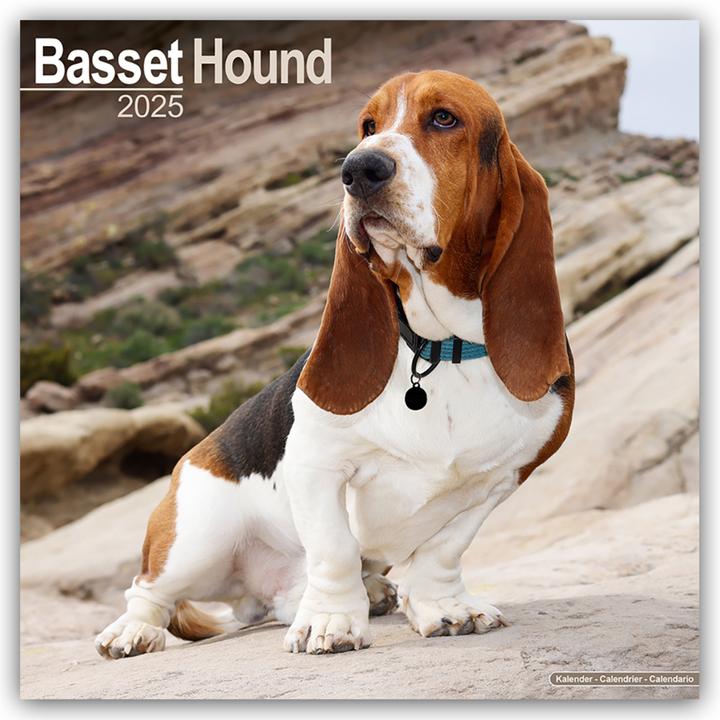 Produktbild Basset Hound - Bassets 2024 - 16-Monatskalender (305 x 305 mm, Harter Einband, Englisch)