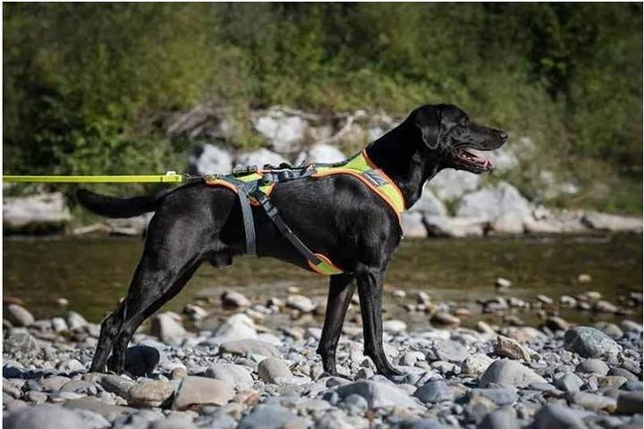 Actual product image Grossenbacher V-Mantrailing harness with reflector (XXS, Dog)