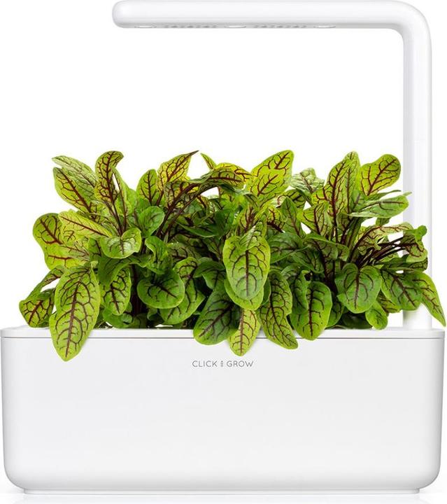 Actual product image Click and Grow Wood Sorrel Seeds (Plant seeds)