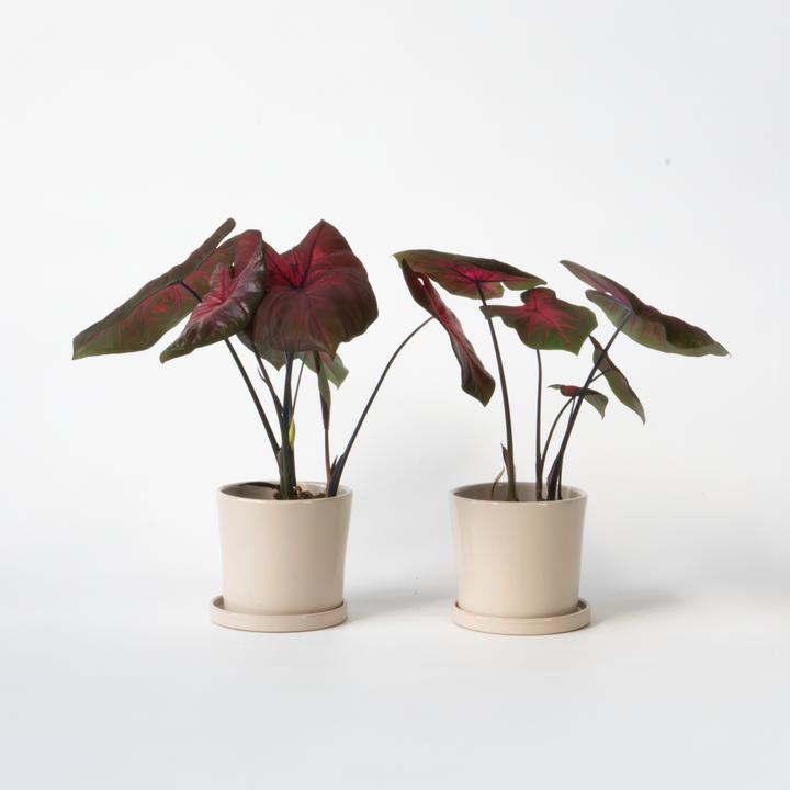 Image du produit Plant in a Box Caladium Postman Joyner - Lot de 2 Arum (25 cm)