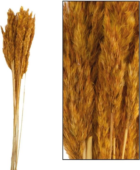 Produktbild Dijk Pfahlrohr - Arundo donax (Trockenblumen)
