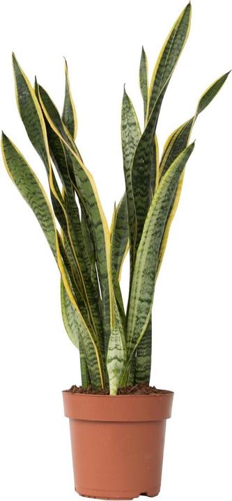 Immagine prodotto Plant in a Box Sansevieria trifasciata Laurentii - canapa a fiocco (65 cm)