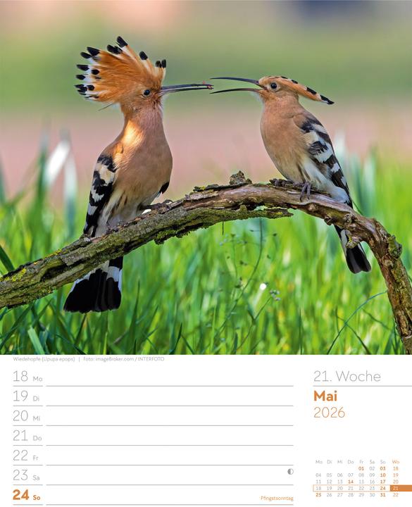 Actual product image Vögel - Tier-Wochenplaner 2026 (25 x 33 cm, German)