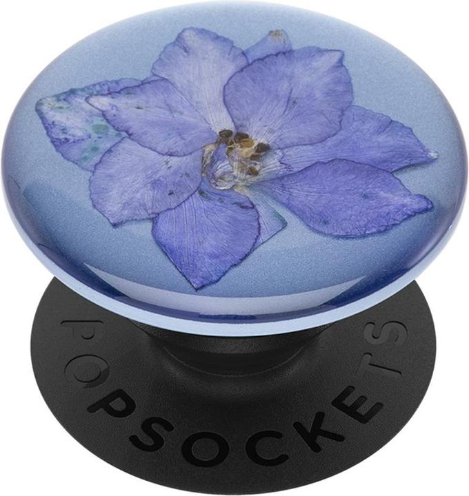 Larkspur Purple