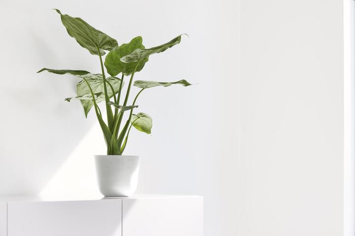 Immagine prodotto Ecopots Oslo Mini (19 cm)