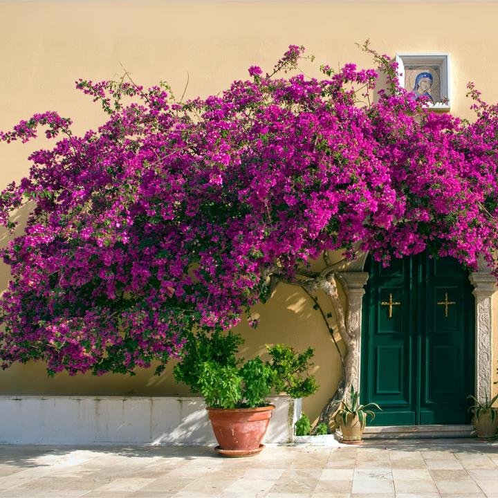 Immagine prodotto Plant in a Box Bougainvillea 'Alexandra' (50 cm)