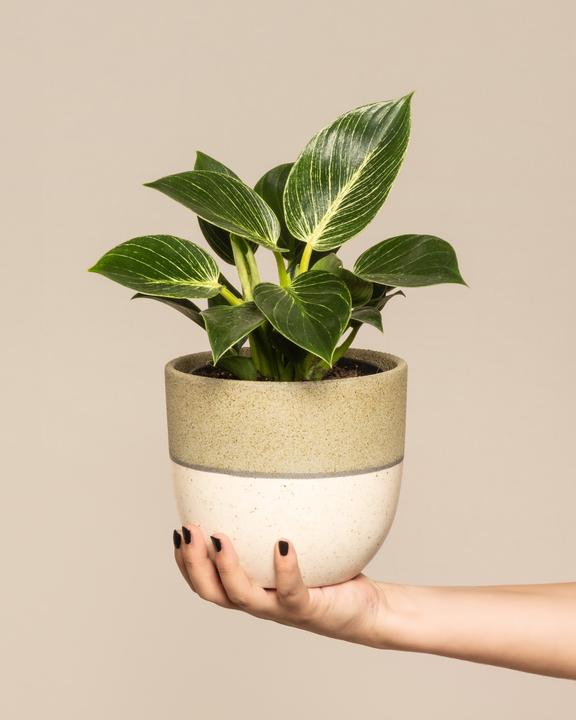 Produktbild feey Philodendron Birkin 'White Measure' (30 cm, Frisch umgetopft)