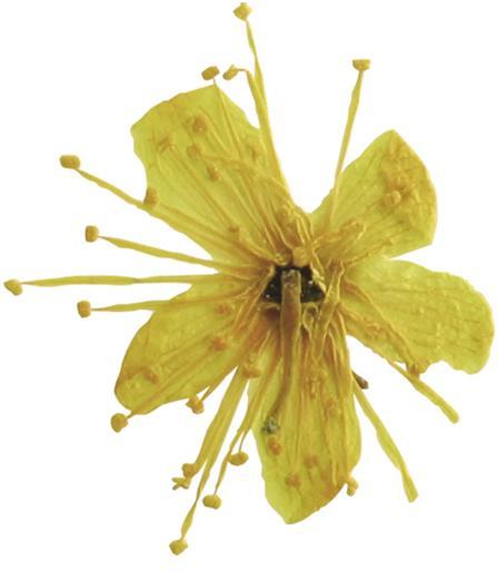 Immagine prodotto You Nails Veri fiori secchi Cherry (Decorazione unghie)