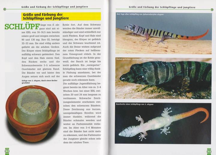 Image du produit Kugelfingergeckos (Allemand, Beate Röll, 2006)